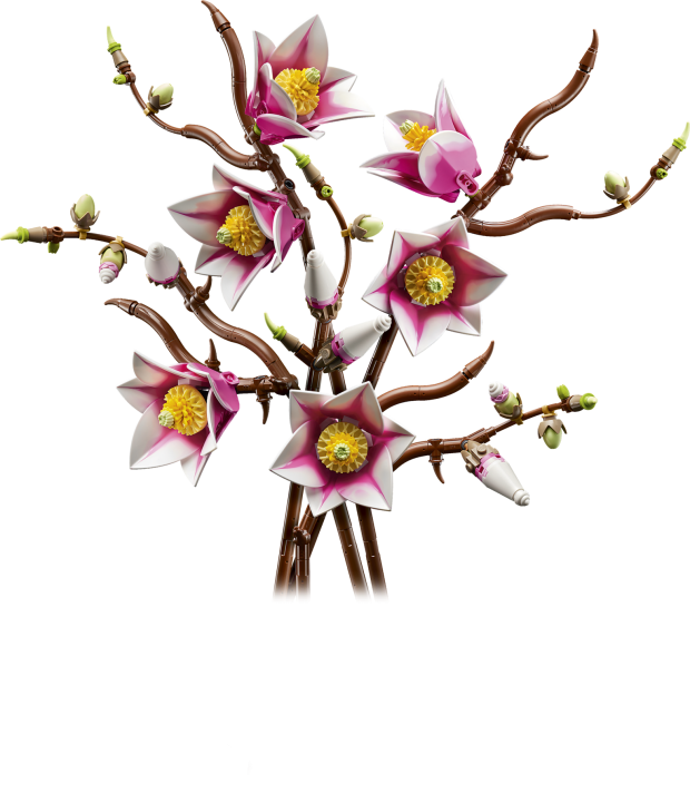 Magnoliatakken