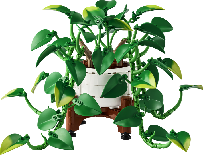 Hangende drakenklimop