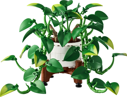 Hangende drakenklimop